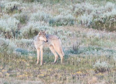 Çim üzerinde gri kurt