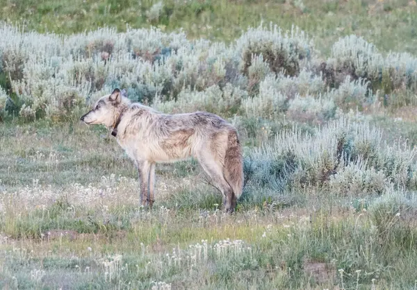 Loup gris sur l'herbe — Photo