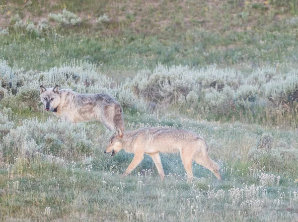 Loup gris sur l'herbe — Photo