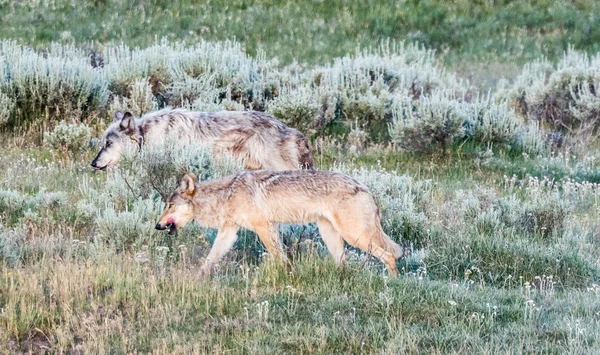 Lobos cinzentos na relva — Fotografia de Stock