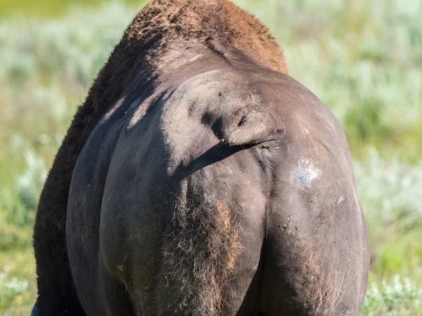 ไบซอนป่าในอุทยานแห่งชาติเยลโลว์สโตน — ภาพถ่ายสต็อก