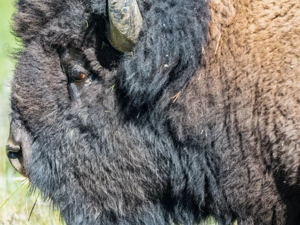 Retrato de bisonte selvagem — Fotografia de Stock