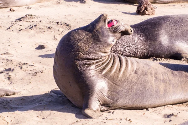 Elephant Seals — Stock Photo, Image