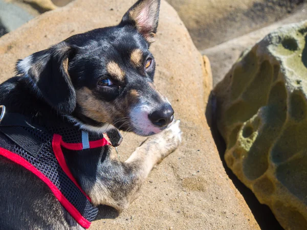 Cane e rocce — Foto Stock