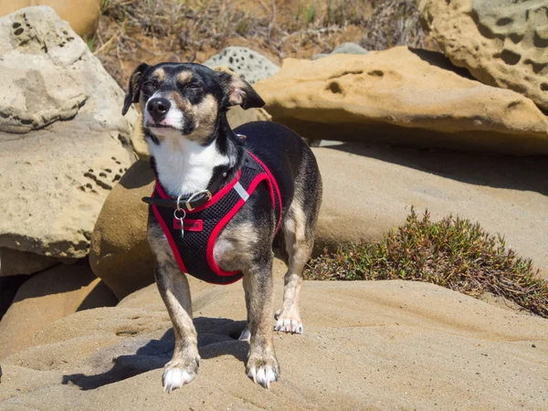 Cane e rocce — Foto Stock