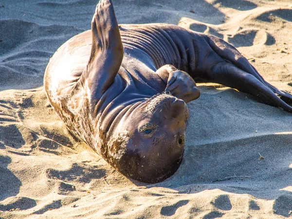 小さな海のライオン — ストック写真