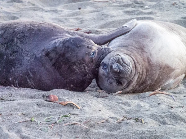 2 つの海のライオンズ — ストック写真