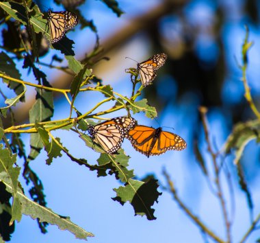 Doğa yaratıklar. Kelebekler