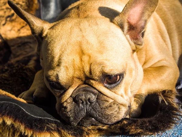Triste bulldog francese — Foto Stock