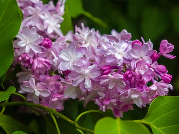 Lilac in the Botanical Garden — Stock Photo, Image