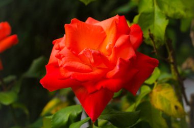 Bahçedeki kırmızı gül, güneşli gün