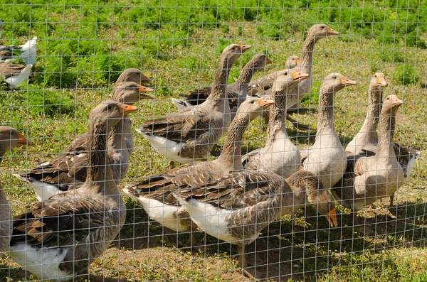 Gänsegruppe Zoo Einem Sonnigen Tag — Stockfoto