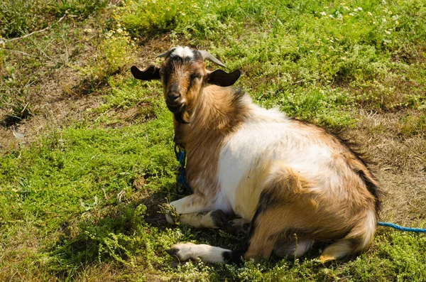 Een Geit Rust Een Weiland — Stockfoto