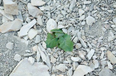 Taş topraklar arasında yeşil bitkiler filizleniyor.