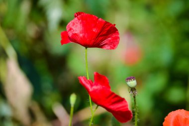 Aydınlık bir günde bahçede kırmızı haşhaş