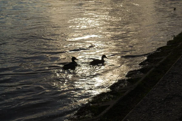 Silhouette Von Zwei Enten Dunkeln Auf Dem Fluss — Stockfoto