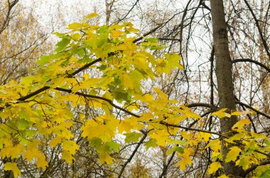 Sonbahar yaprakları gökyüzünde