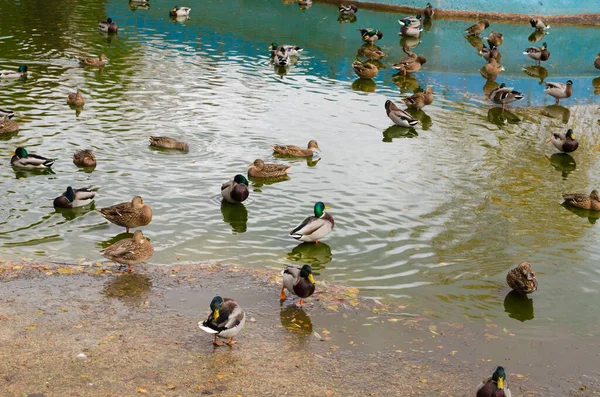 Eine Herde Enten Einem Teich Park — Stockfoto