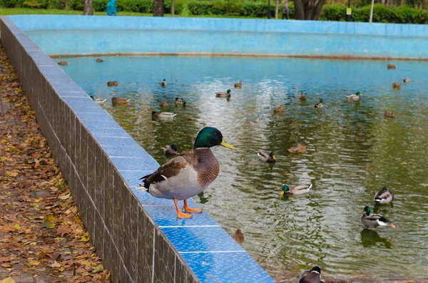 Drake Ente Stehen — Stockfoto