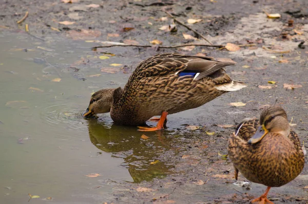 Braune Ente Hautnah Trinkwasser — Stockfoto