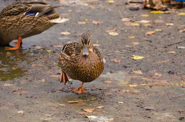 Braune Ente Aus Nächster Nähe — Stockfoto