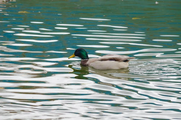 Ente Drake Auf Dem Wasser Park Aus Nächster Nähe — Stockfoto