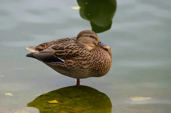 Ente Auf Dem Wasser Aus Nächster Nähe — Stockfoto