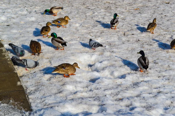 Enten Und Tauben Winter Schnee — Stockfoto