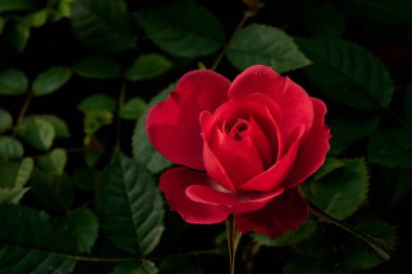 Kırmızı bir gül yapraklarının yeşil arkaplanıyla çiçek açıyor..