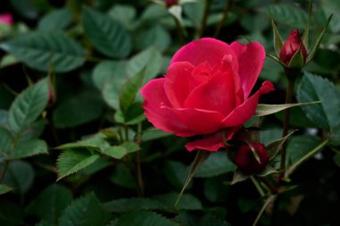 Kırmızı bir gül yapraklarının yeşil arkaplanıyla çiçek açıyor..