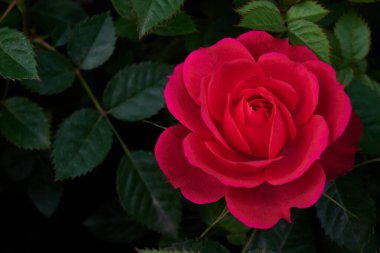 Kırmızı bir gül yapraklarının yeşil arkaplanıyla çiçek açıyor..