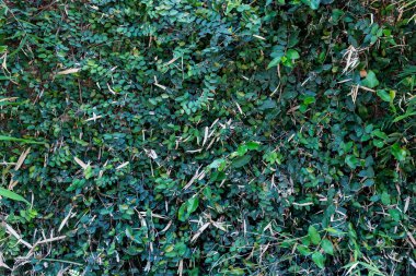 Yeşil yaprakları duvar kuru yaprakları ile