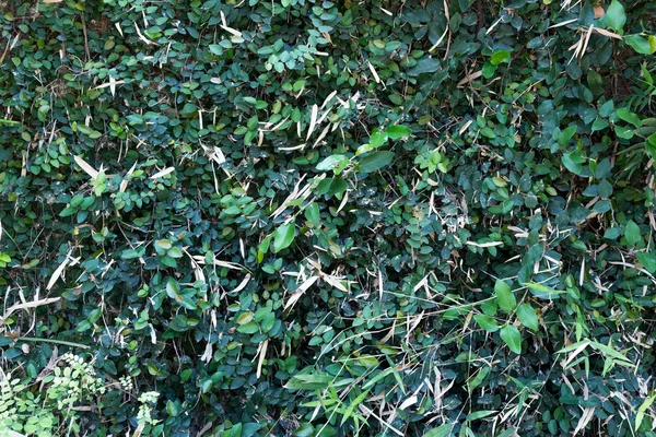 Folhas verdes parede com folhas secas — Fotografia de Stock