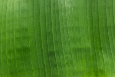 Doku backlight taze yaprak yeşil