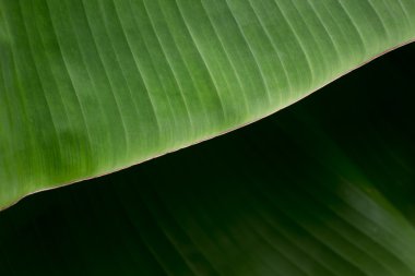 Doku backlight taze yaprak yeşil