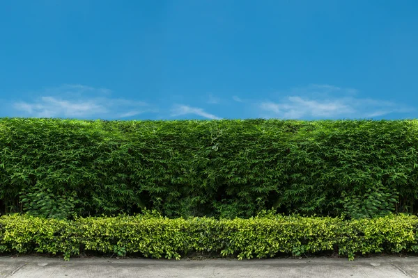 Cerca verde com gramado verde — Fotografia de Stock