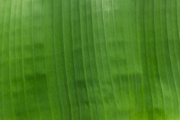 Doku backlight taze yaprak yeşil
