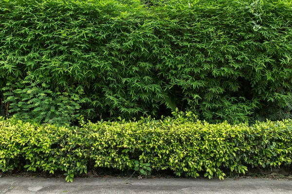Gröna staket med grön gräsmatta — Stockfoto