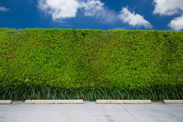 yeşil çim yeşil çit