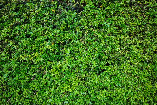 Cerca verde com gramado verde Imagem De Stock