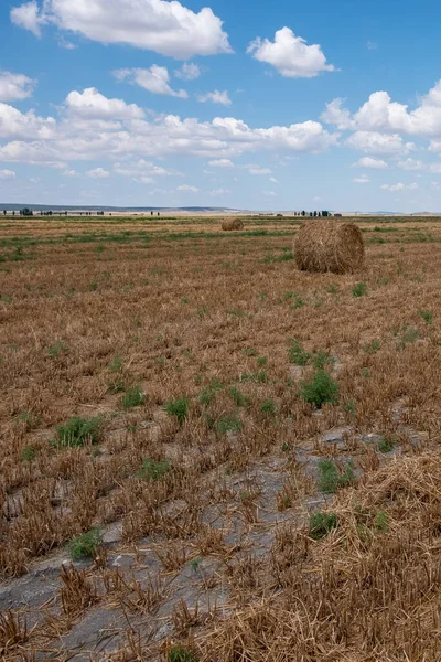 Siano Bele Polu Pochmurny Dzień — Zdjęcie stockowe