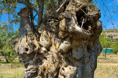Çok eski, bükülmüş bir zeytin ağacının gövdesine yakın çekim, sert, yıpranmış kabuğunu ve derin oyuklarını sergiliyor, parlak mavi bir gökyüzüne ve kurak manzaraya karşı kurulmuş