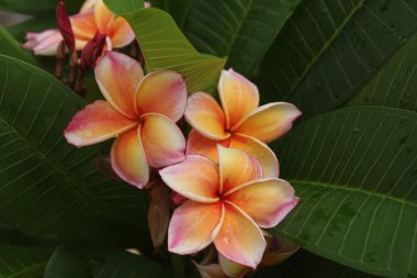 Frangipanis yağmur sonrası sabah çiçek.