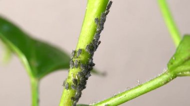 Yaprak bitkisi böceği - bitki sapındaki bir koloni - video 3 kez hızlandı