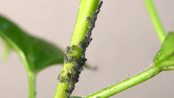 Aphid Hmyz Kolonie Rostlinném Stonku Video Třikrát Zrychleno — Stock video