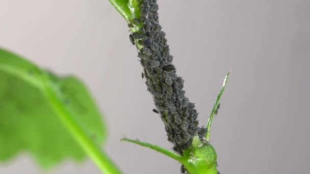 アブラムシ昆虫 植物の茎のコロニー — ストック動画