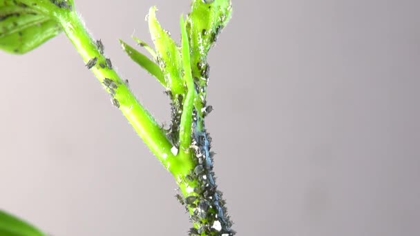 Insect Aphids Una Colonia Sobre Tallo Vegetal Vertido Con Alcohol — Vídeos de Stock