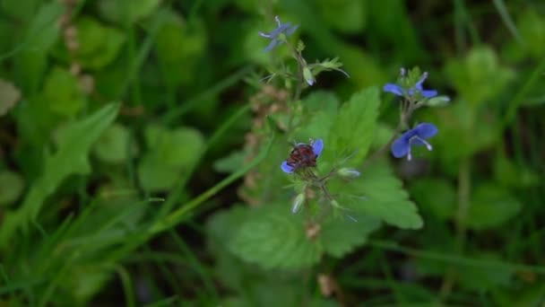 Der Käfer Hebt Von Einer Blume Gras — Stockvideo