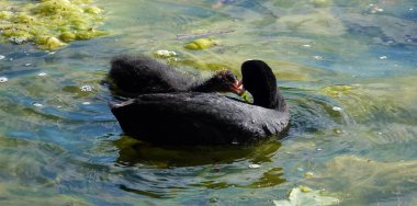 Yaban ördekleri insanlardan korkmadan gölde yüzerler.