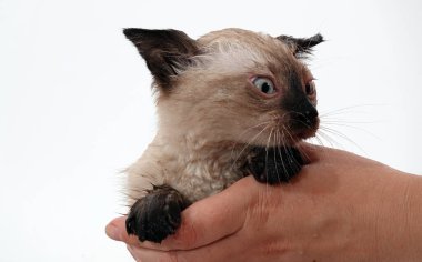 Kedi yavrusu Tayland ya da Siyam cinsi ile oynanır.